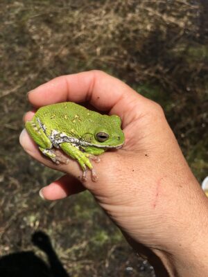 Green frog with golden eyes being held by a person's hand with dirt in the background. 