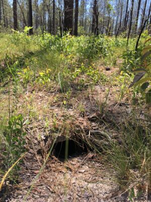 Tortoise burrow hole in the sane with grass surrounding and trees in the background. 